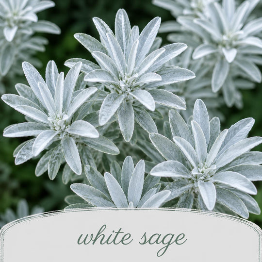 Close-up of white sage plants with a label at the bottom.