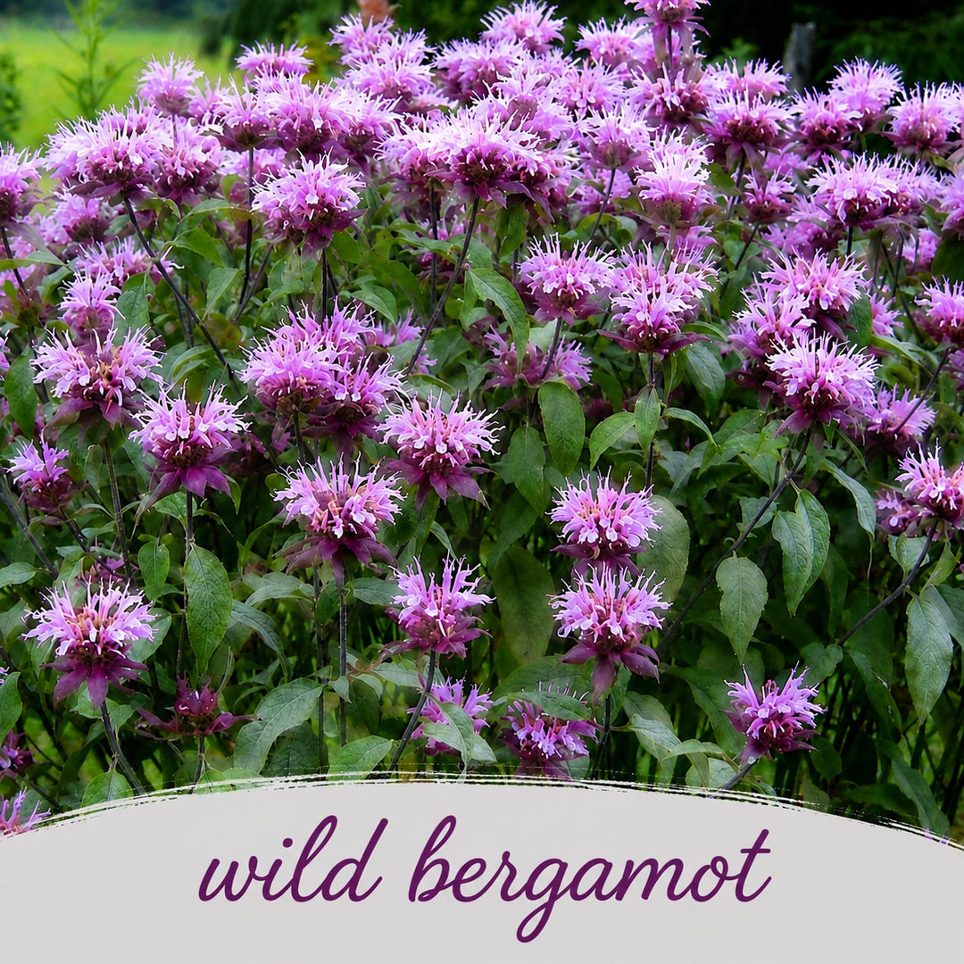 Cluster of purple wild bergamot flowers with green leaves.