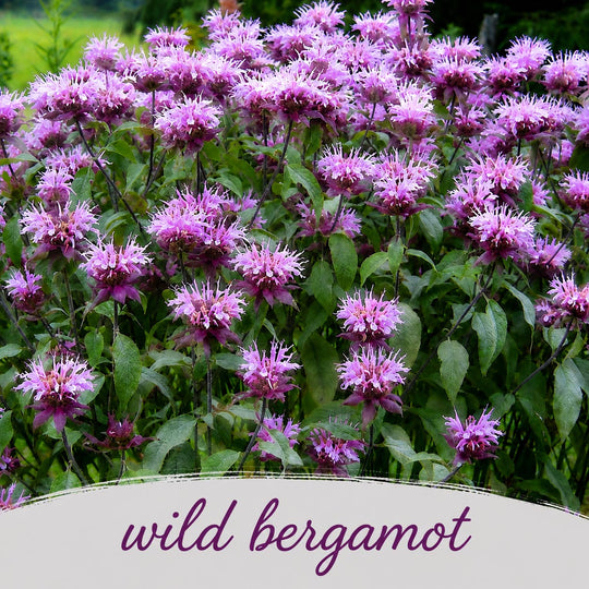 Cluster of purple wild bergamot flowers with green leaves.