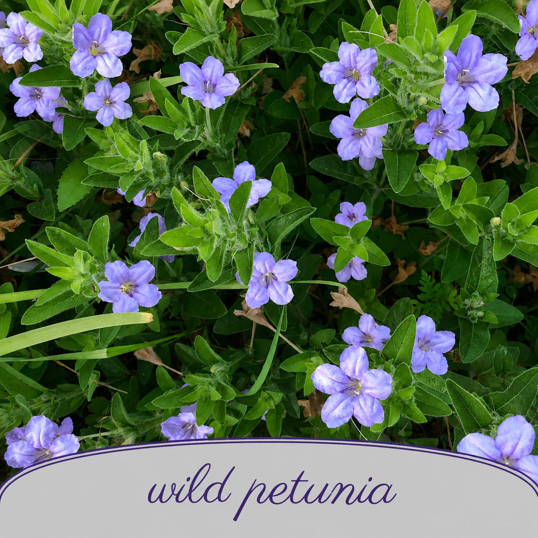 Purple wild petunia flowers among green leaves with a label at the bottom.