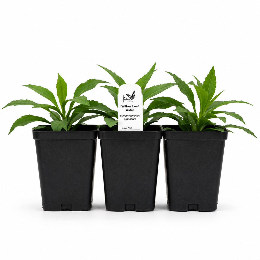 Three potted plants with a label on a white background