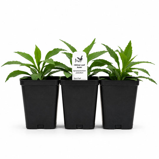 Three potted plants with a label on a white background