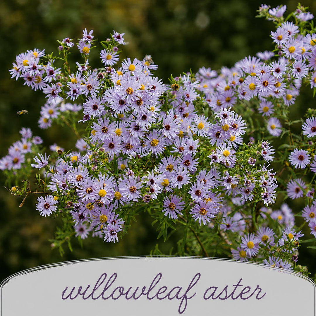Close-up of willowleaf aster flowers with a label indicating the plant name.
