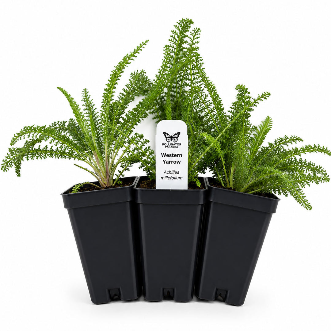 Three potted plants with a label in the center on a white background