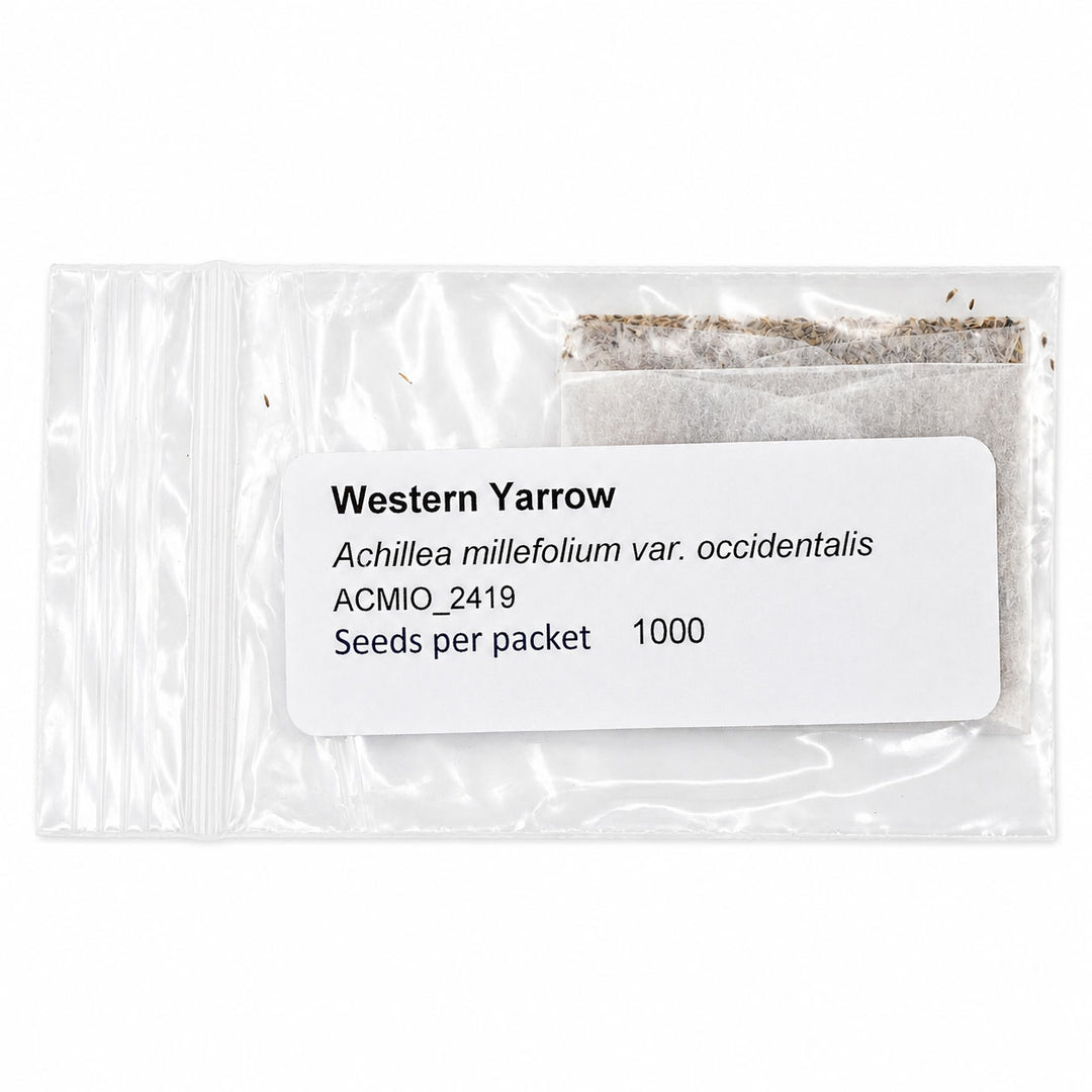 Seeds packet of Western Yarrow with label on a white background