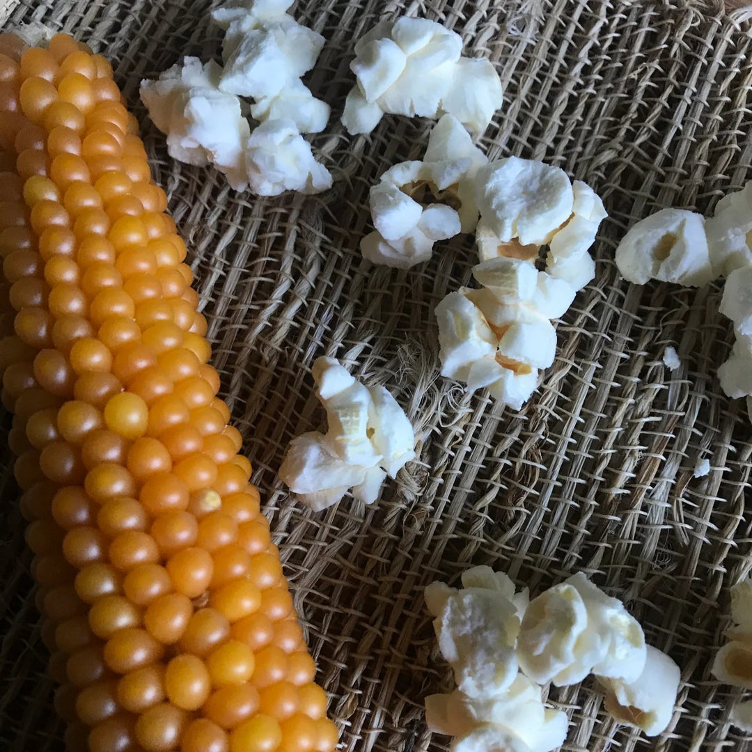 Corn on the cob with popped popcorn on a textured surface