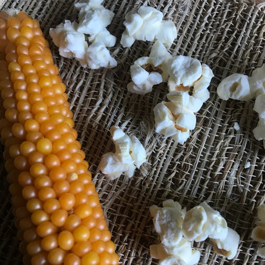 Corn on the cob with popped popcorn on a textured surface