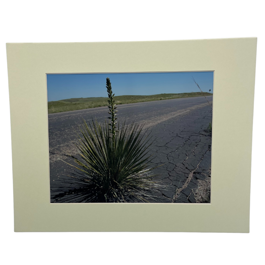 Image Of A Narrow-Leaf Yucca Plant On The Side Of A Highway With A Matte Cream Border Frame