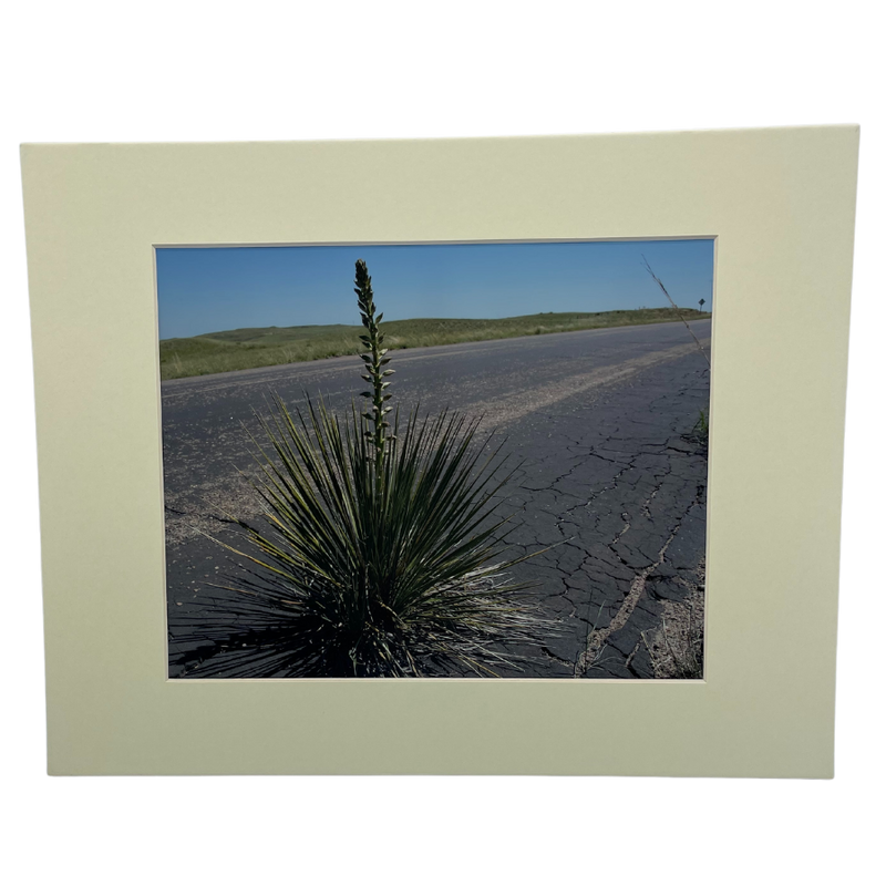 Narrow-Leaf Yucca | 5x7 Photograph With Cream Mat