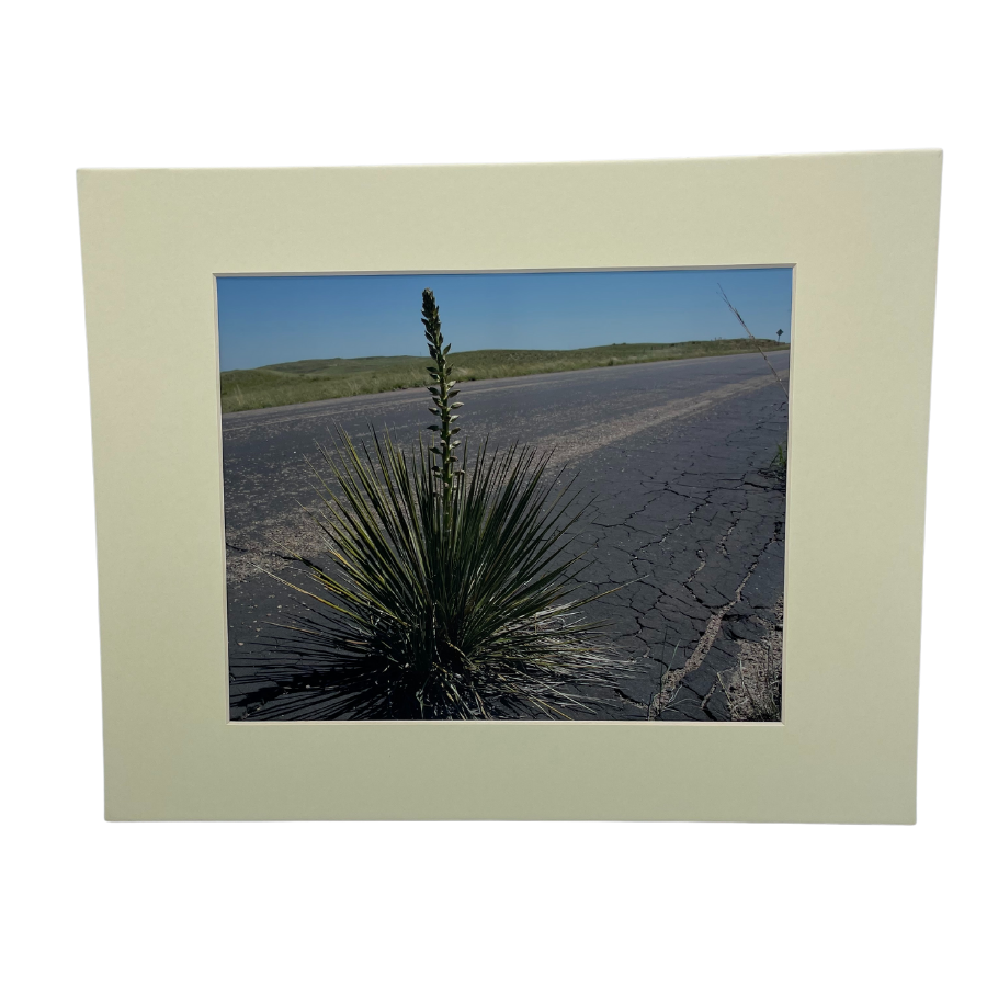 Image Of A Narrow-Leaf Yucca Plant On The Side Of A Highway With A Matte Cream Border Frame