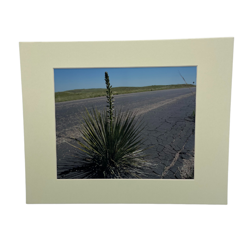 Narrow-Leaf Yucca | 8x10 Photograph With Cream Mat