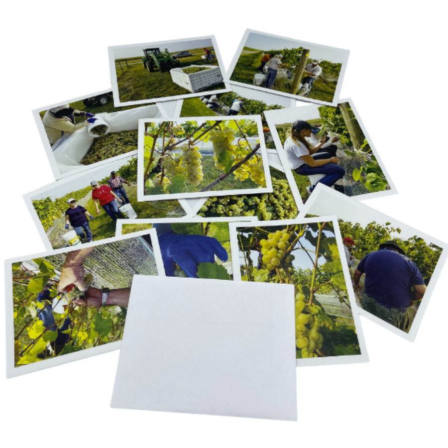 Variety Of Grape Vineyard Images Strewn On A Clear Background With Envelopes On The Side