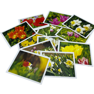 Fhoto Kardz St. Ann's Flower  | 4x6 Variety Pack With Envelopes Image Varies