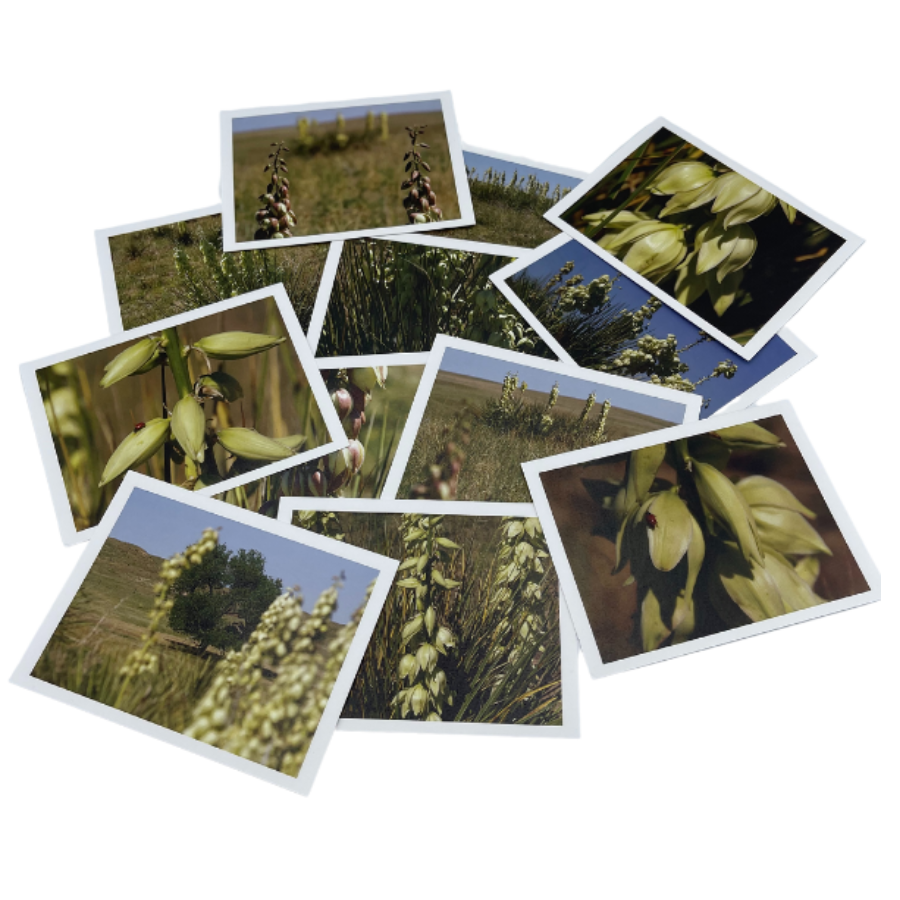 Yucca Greeting Card Pack With Envelopes | 4x6 Greeting Cards | Image Varies | Perfect For Flower Lover | Bright & High Quality Image | Nebraska Flower