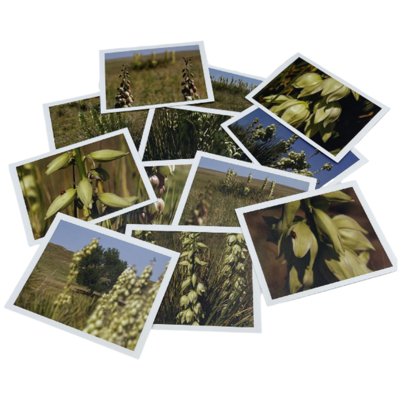 Fhoto Kardz Yuccas With Envelopes | 4x6 Greeting Cards With Envelopes Image Varies