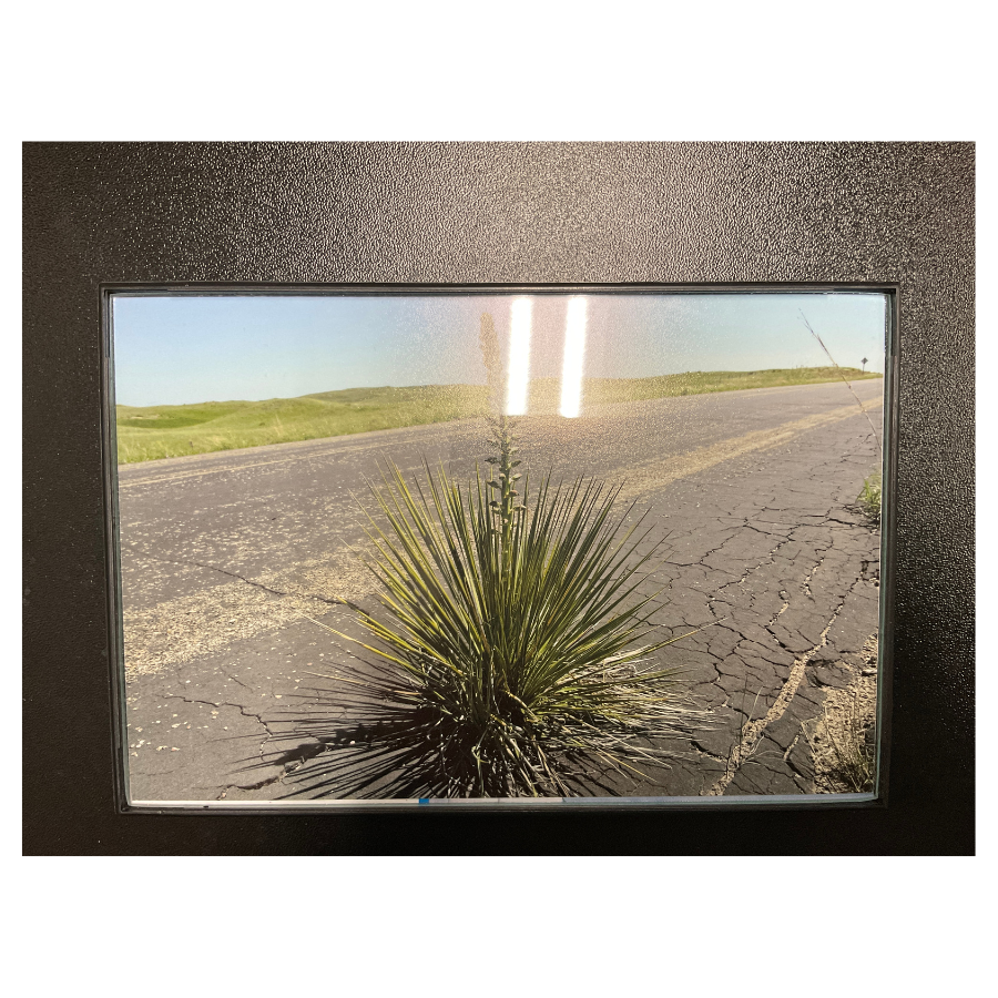 Image Of A Narrow-Leaf Yucca Plant On The Side Of A Highway Road With A Black Frame Border