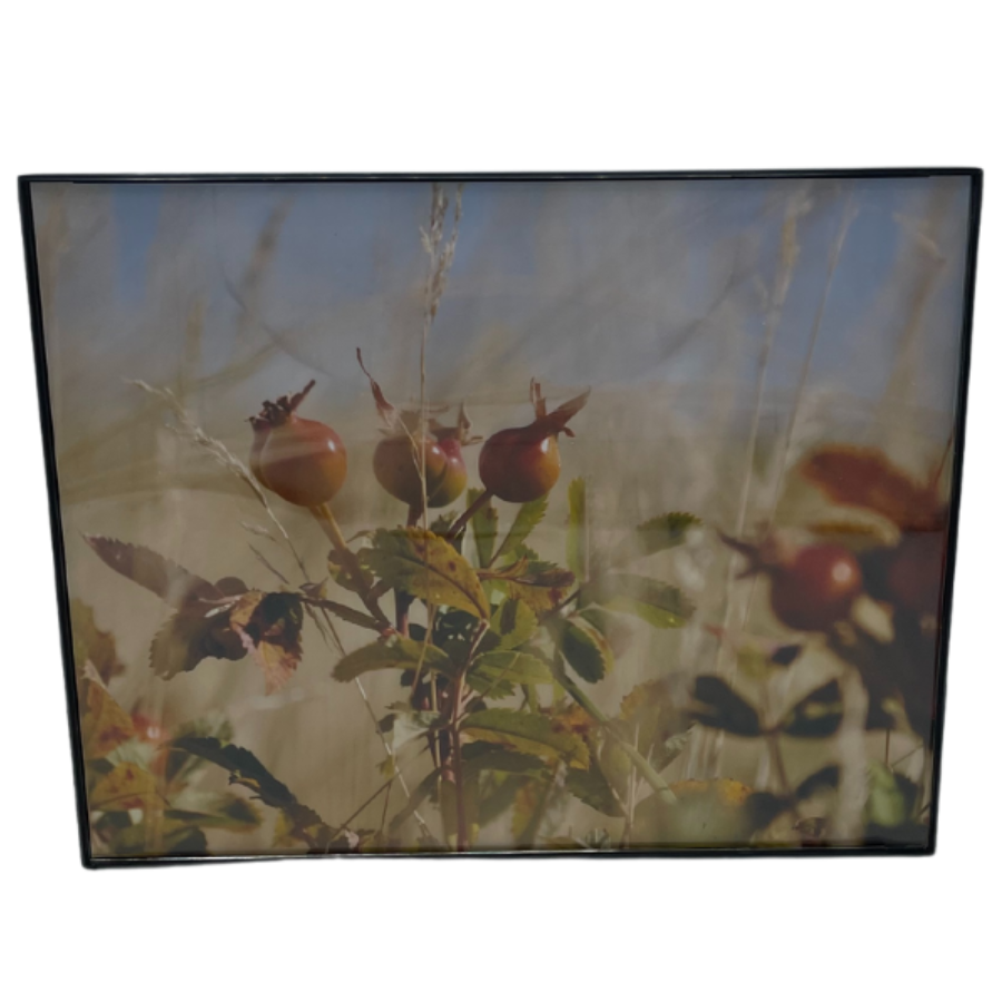 Framed Image Of A Nebraska Sandhill Prairie Rose Plant