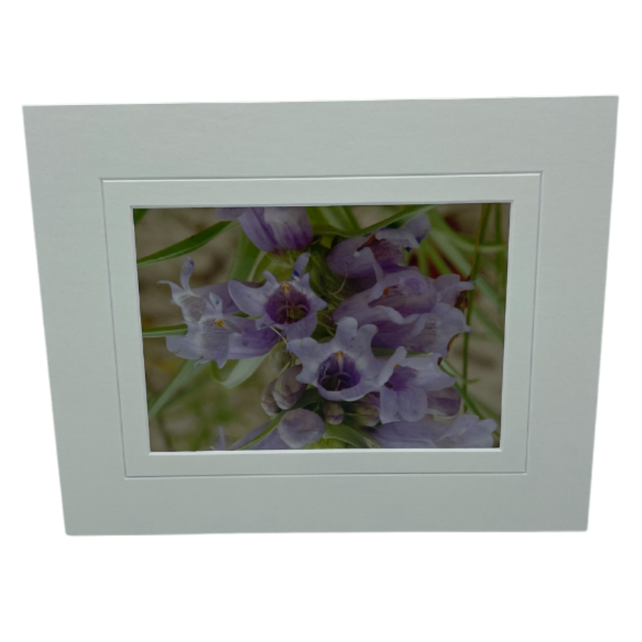 Wild Foxglove Flower With A White Bordered Frame