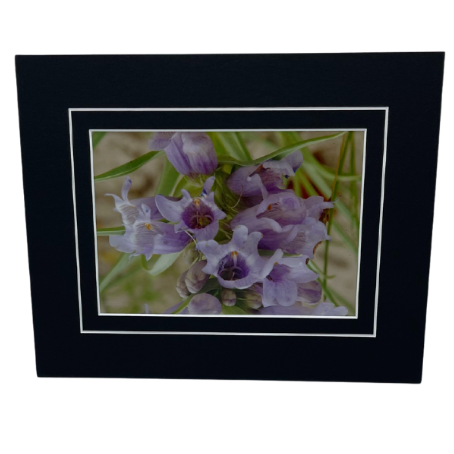 Photograph Of A Wild Foxglove Flower With A Black-Framed Border