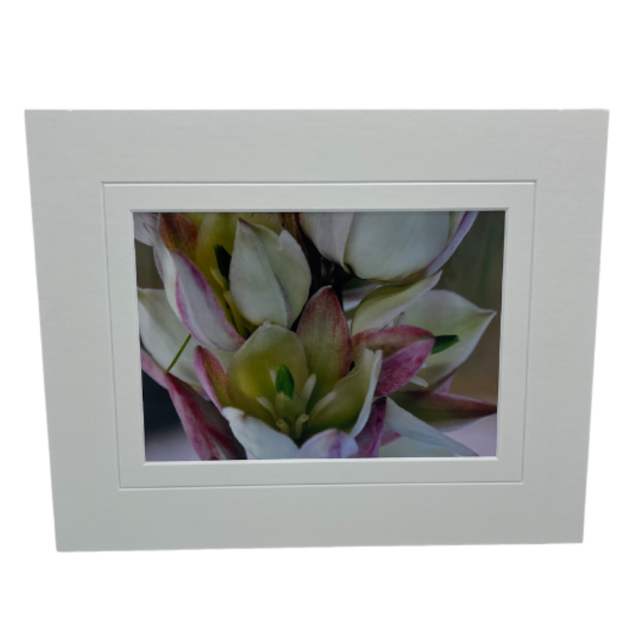 Image Of A Curve-Leaf Yucca With A White Matte Border