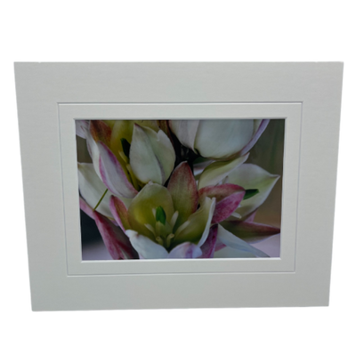 Image Of A Curve-Leaf Yucca With A White Matte Border
