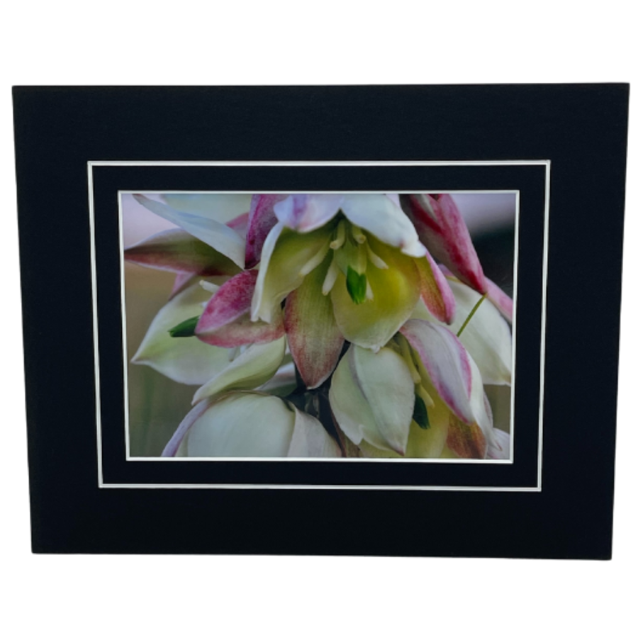 Image Of A Curve-Leaf Yucca With A Black Matte Border