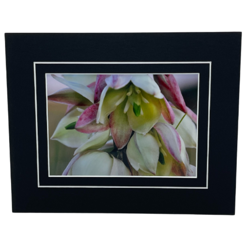 Curve-Leaf Yucca Photograph | 5x7 color photo made 8x10 with white or black mat