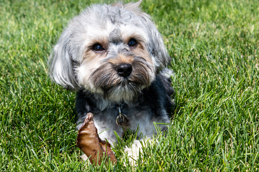 Cow Ear Dog Treat | All Natural Dog Treats | Made in the USA