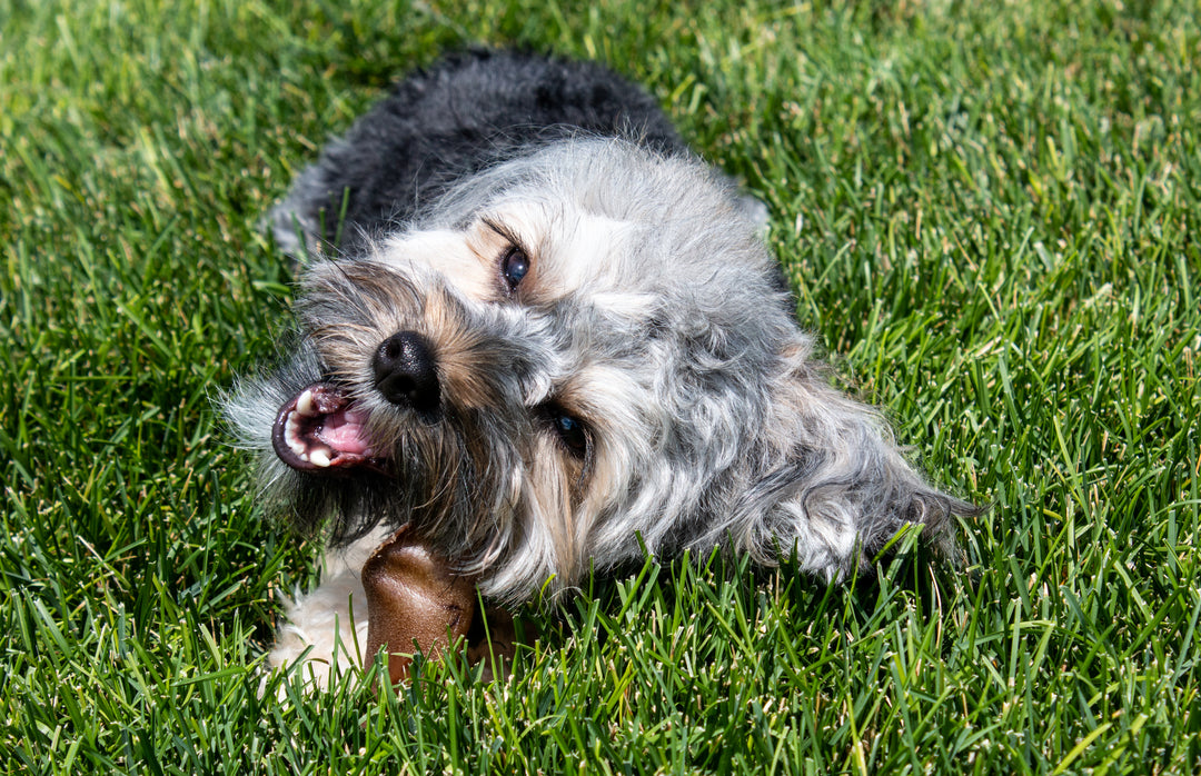 Cow Ear Dog Treat | All Natural Dog Treats | Made in the USA