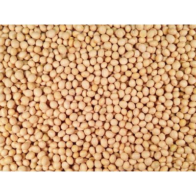 Pile Of Raw, Whole, Organic Soybeans
