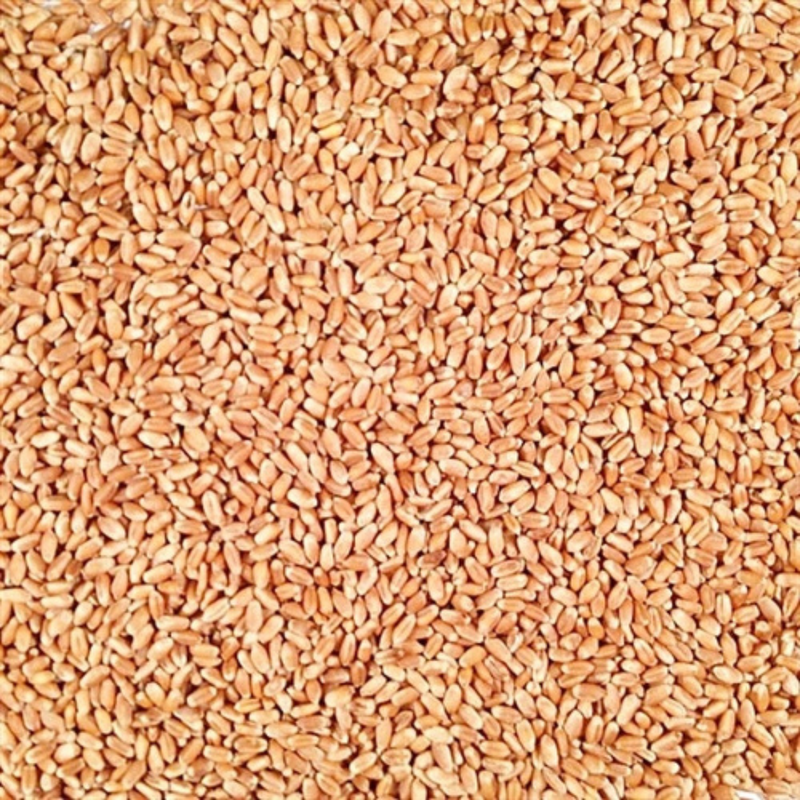 Pile Of Whole, Raw, Organic Hard Red Winter Wheat