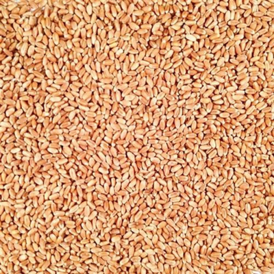Pile Of Raw, Whole, Organic Hard White Winter Wheat
