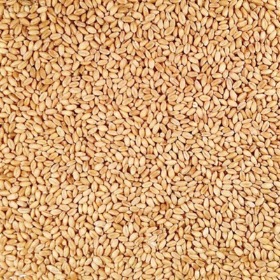 Pile Of Whole, Raw Organic Hard White Winter Wheat