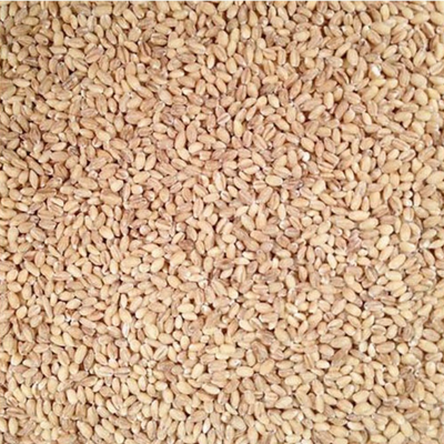 Hulled Barley | 5 lb. Bag