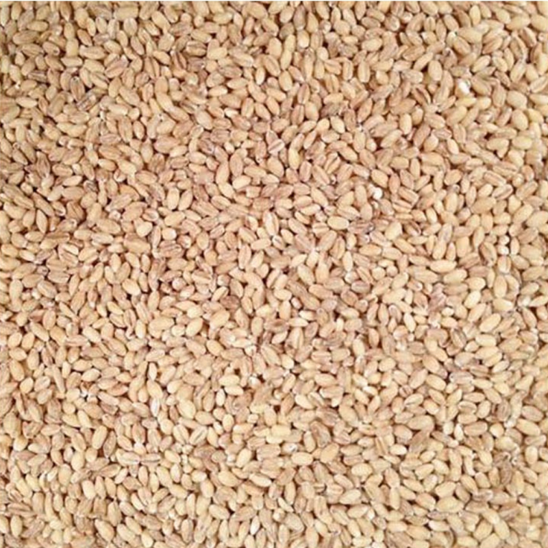 Pile Of Raw, Whole, Organic Hulled Barley