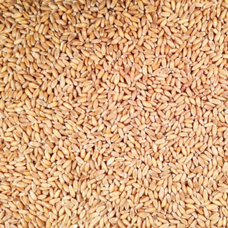 Hulled Spelt | 2 lb. Bag | Organic and Kosher Certified | Slightly Nutty, Sweet Flavor | High In Protein, Fiber, and B Vitamins | Easily Digestible | Substitute For Rice or Potatoes | Packed With Minerals and Vitamins | Elevate Your Health and Diet