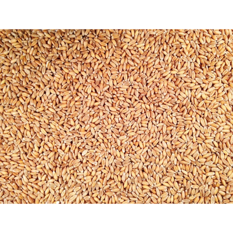 Pile Of Whole, Raw, Organic Hulled Spelt