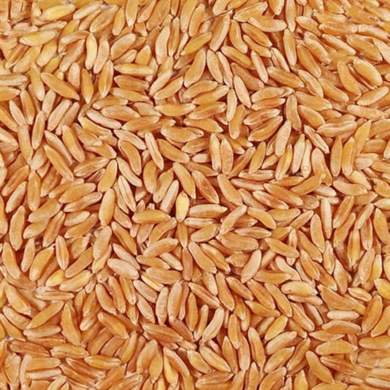 Pile Of Raw, Whole, Organic Kamut Wheat