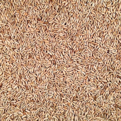 Rye | 25 lb. Bag | Shipping Included | Hearty Flavor | Chewy Texture | Organic | Non-GMO | Makes A Great Base For Stir-Fry | Delicious Addition To Casseroles, Soups, And Breads | Less Gluten Than Wheat | Nourishes The Body