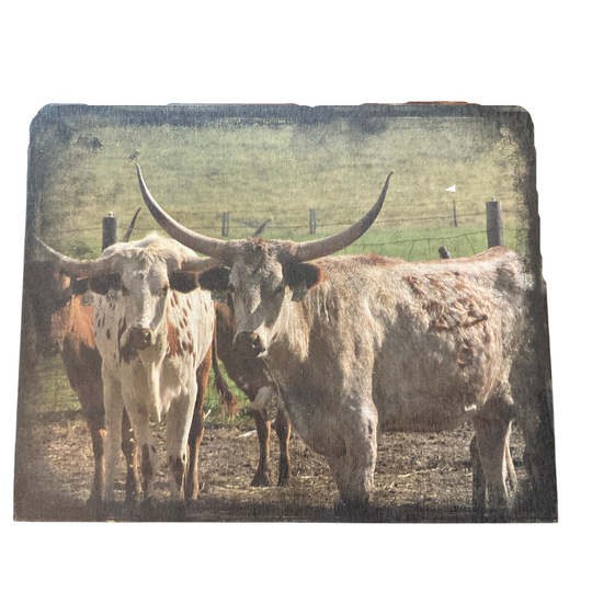 Longhorn Cattle Wooden Print