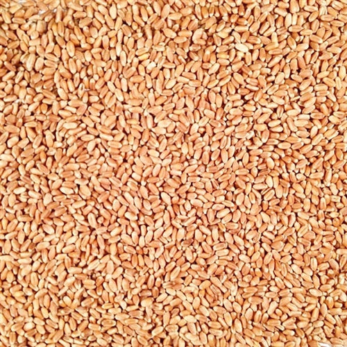 Pile Of Raw, Whole, Organic Hard Red Winter Wheat